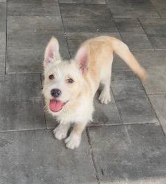 Enlarge Peanut, an adoptable mixed breed in Longwood, FL image 6/6