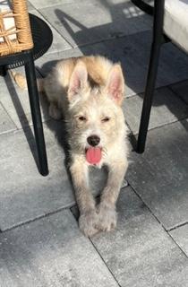 Enlarge Peanut, an adoptable mixed breed in Longwood, FL image 3/6