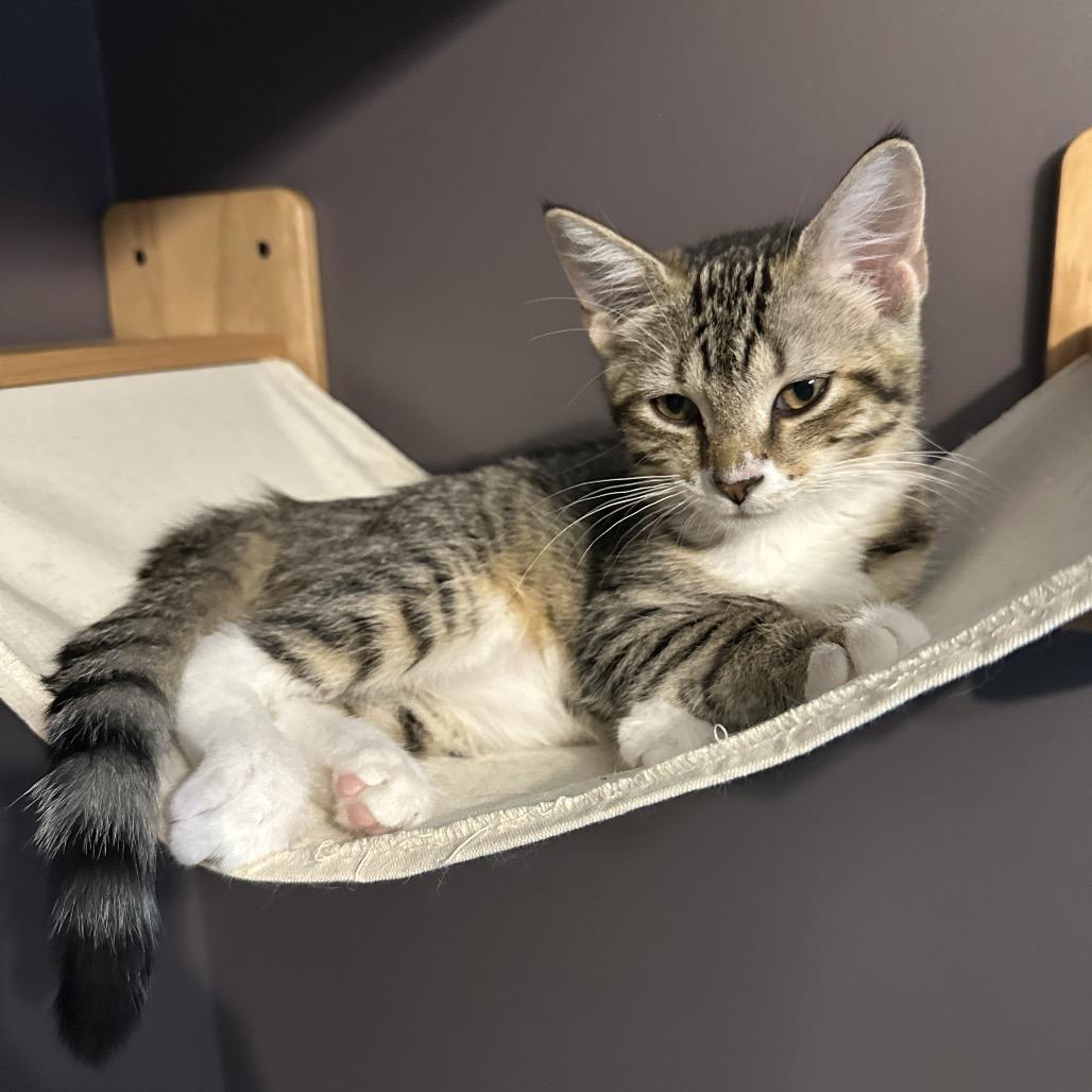 Moira, Adoptable, Kitten Female Domestic Short Hair.