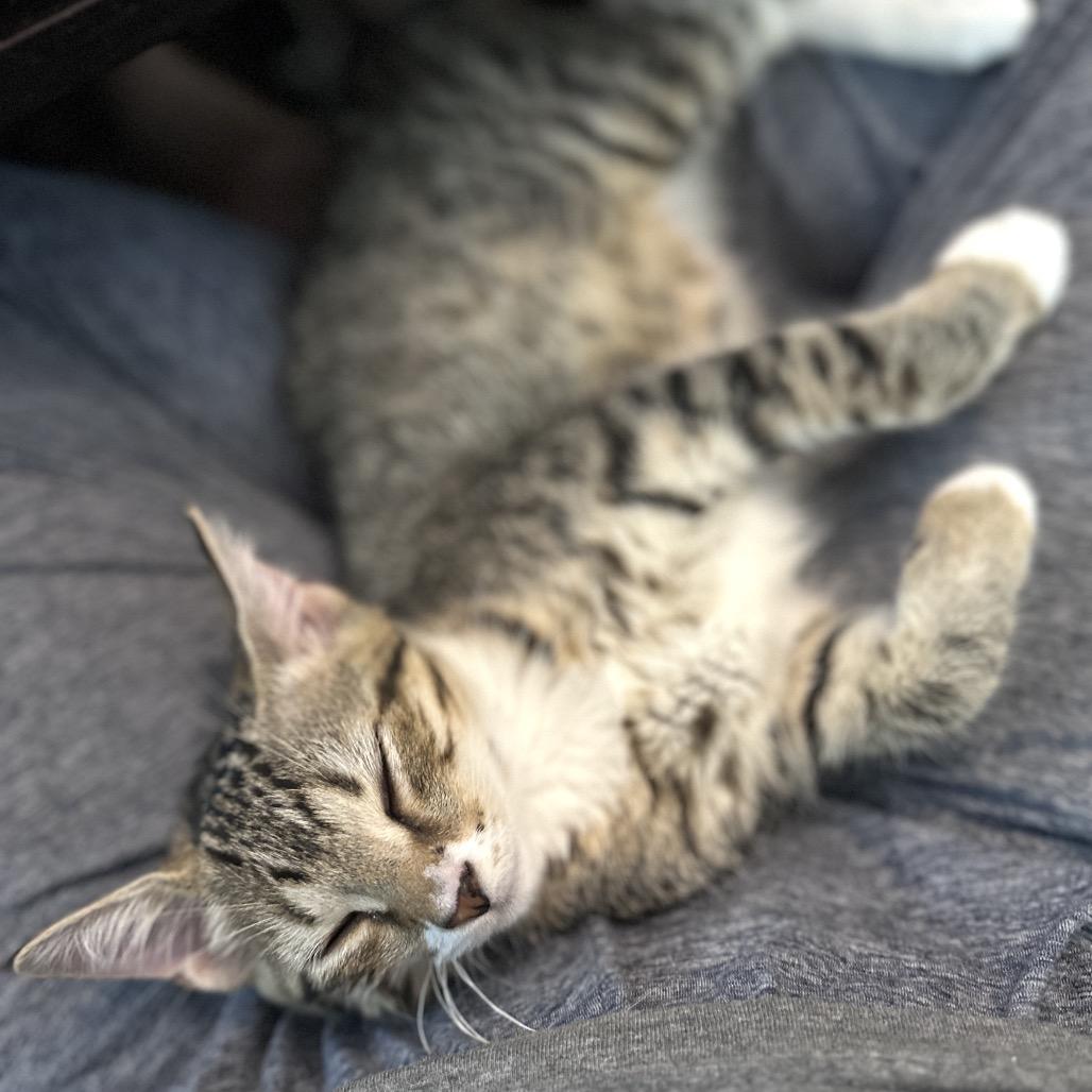Enlarge Moira, a Adoptable Domestic Short Hair in Ephrata, PA image 2/5