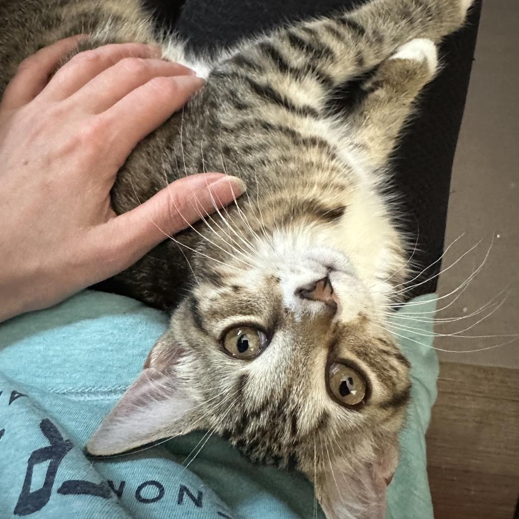 Enlarge Moira, a Adoptable Domestic Short Hair in Ephrata, PA image 3/5