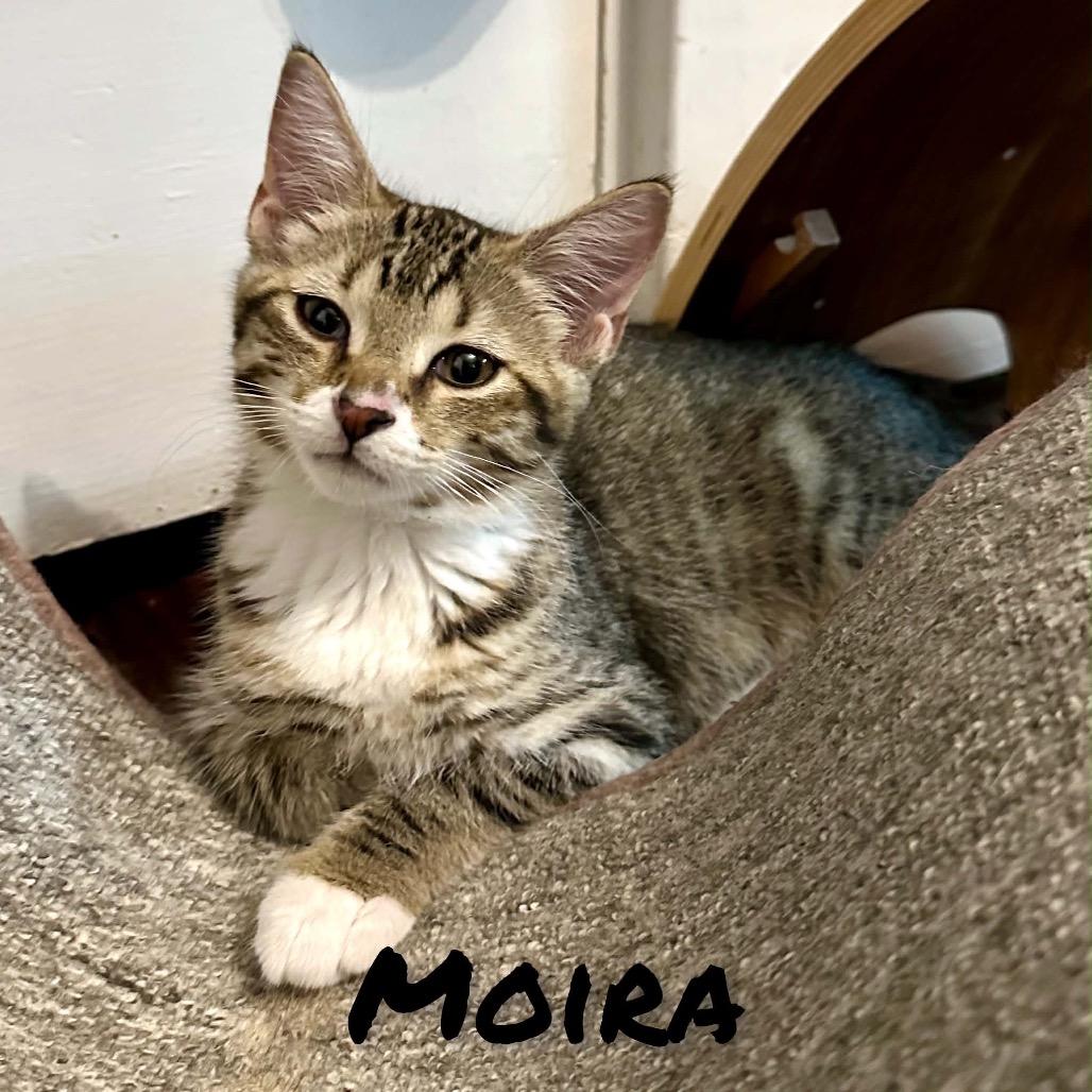 Enlarge Moira, a Adoptable Domestic Short Hair in Ephrata, PA image 4/5