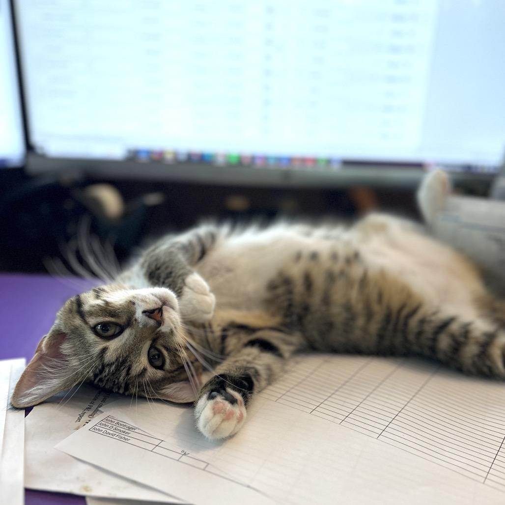 Enlarge Moira, a Adoptable Domestic Short Hair in Ephrata, PA image 5/5