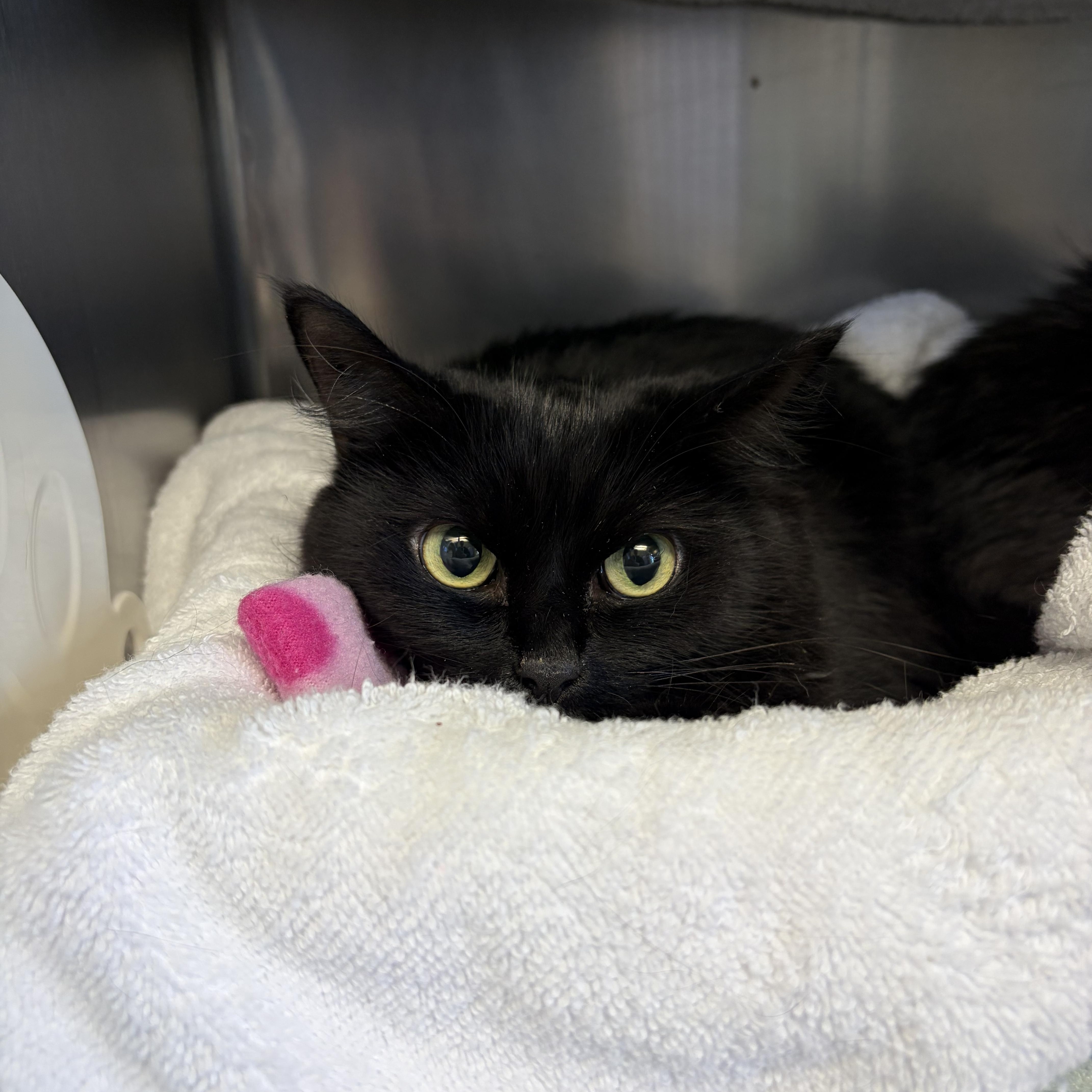 Enlarge Mici, a Adopted Domestic Short Hair in Cranston, RI image 1/1