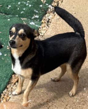 Morticia Addams, Adopted, Young Female Rat Terrier & Chihuahua.