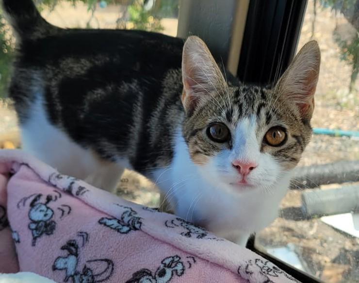 King — The Confident Leader - Courtesy Listing, ADOPTABLE, Young Male Domestic Short Hair.