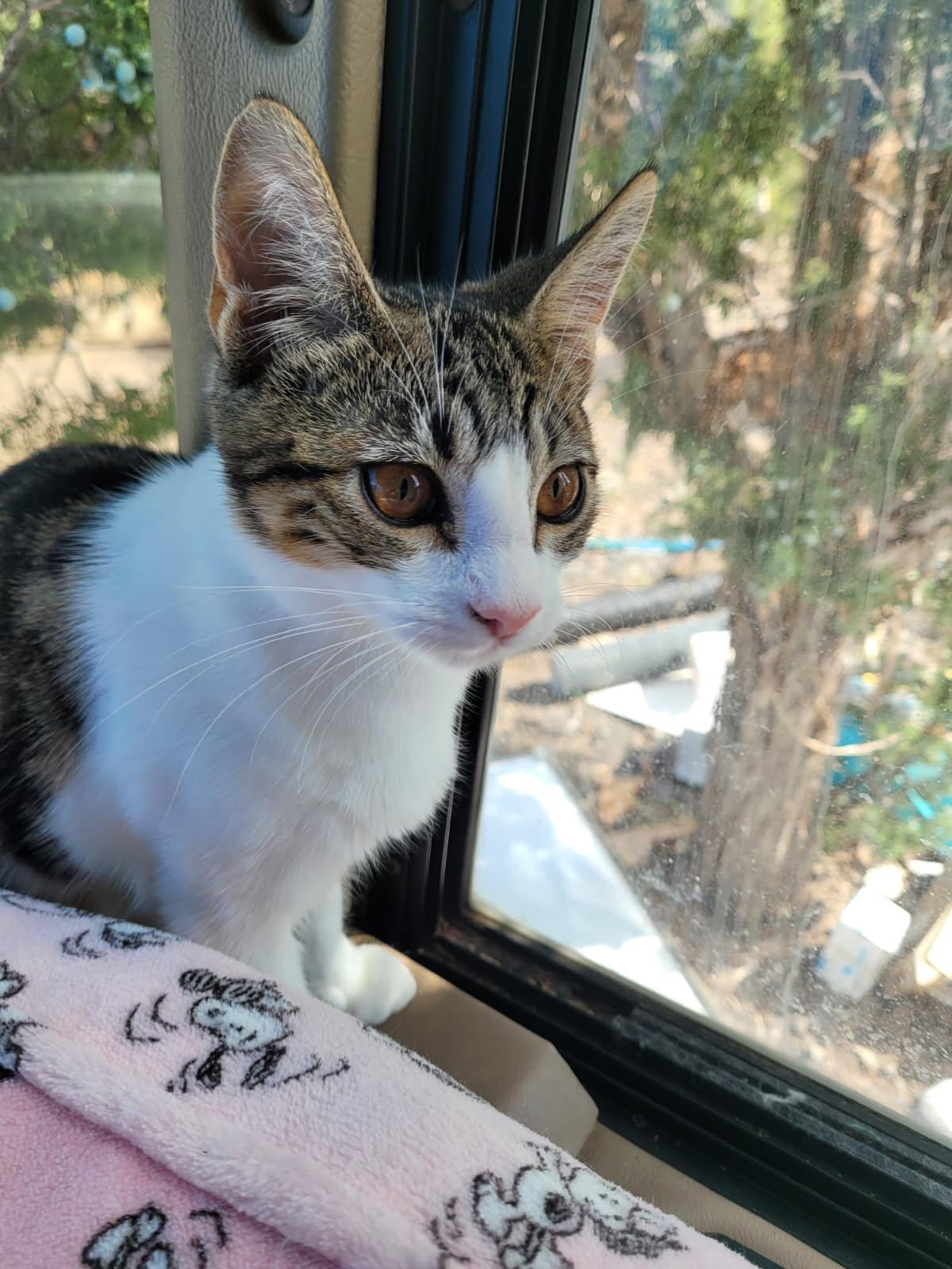 King — The Confident Leader - Courtesy Listing, a ADOPTABLE Domestic Short Hair in Prescott, AZ image 2/2