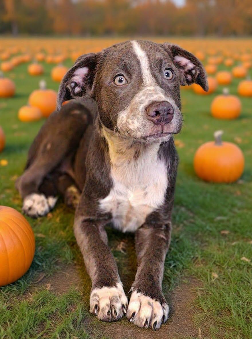 Enlarge Frannie 26/740, a Adoptable mixed breed in Talladega, AL image 1/3