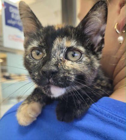 Bonbon, adopted, Young Female Domestic Short Hair.