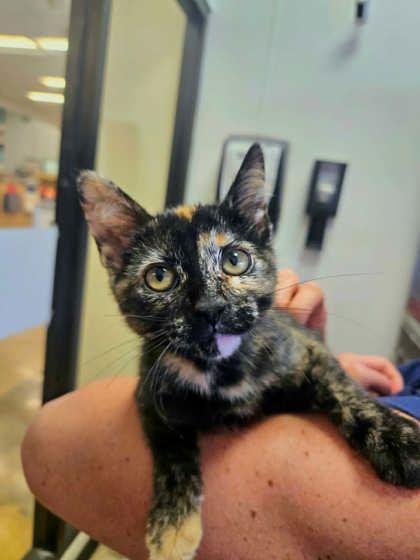Bonbon, an adopted Domestic Short Hair in Edmond, OK image 2/3