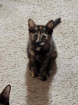 Bonbon, an adopted Domestic Short Hair in Edmond, OK image 3/3