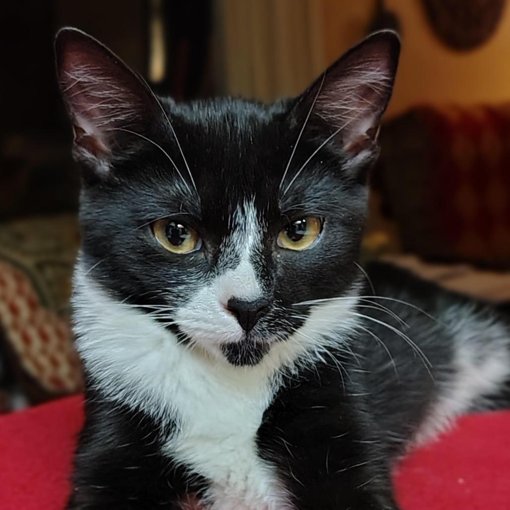 Sabal, Adoptable, Kitten Female Domestic Short Hair.
