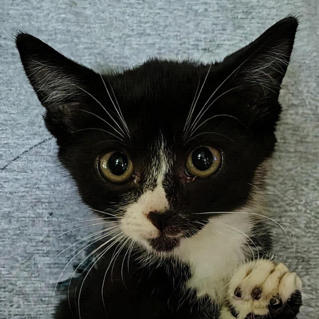 Enlarge Sabal, a Adoptable Domestic Short Hair in Titusville, FL image 2/2