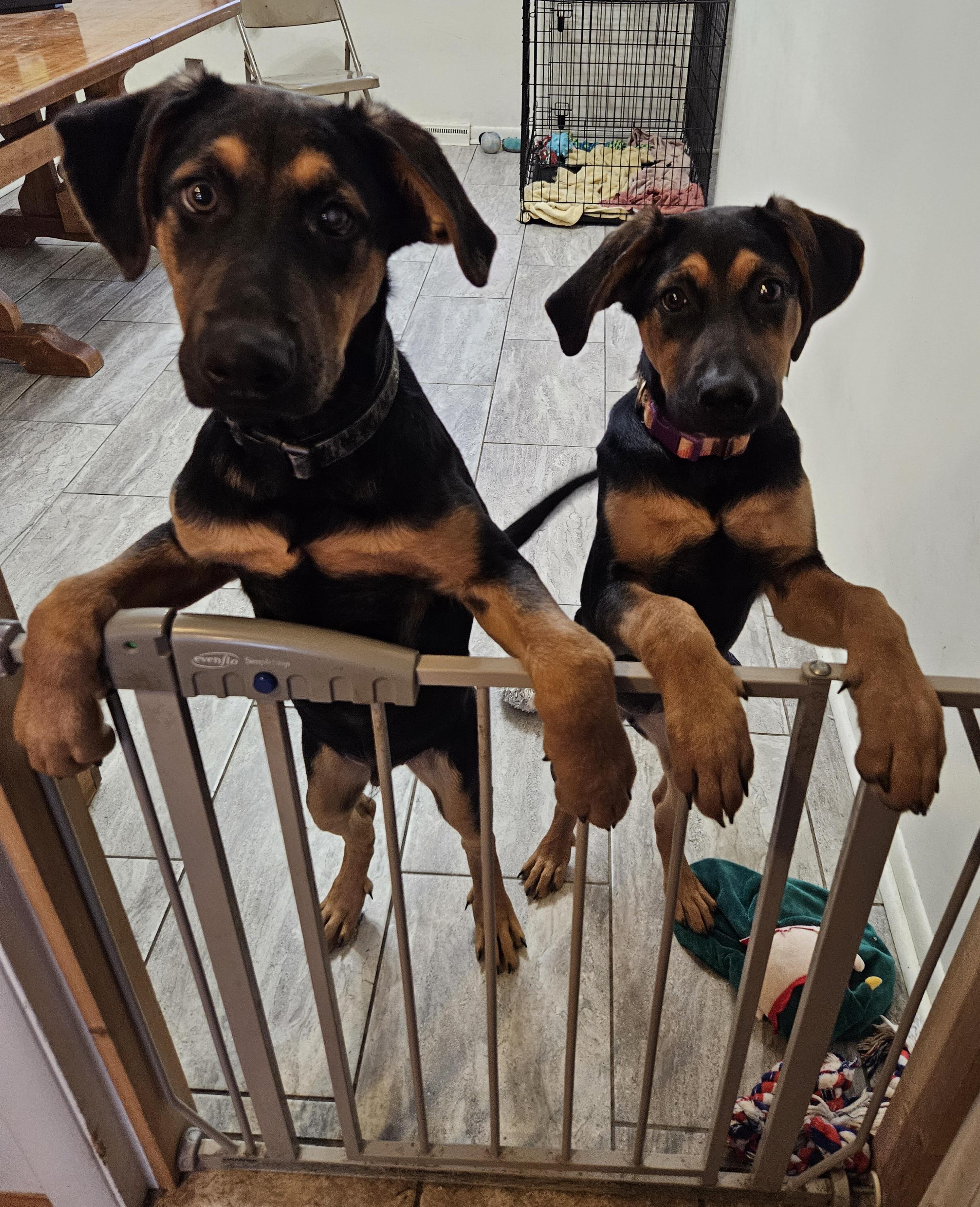 Enlarge Merlin, a ADOPTABLE mixed breed in Cincinnati, OH image 2/2