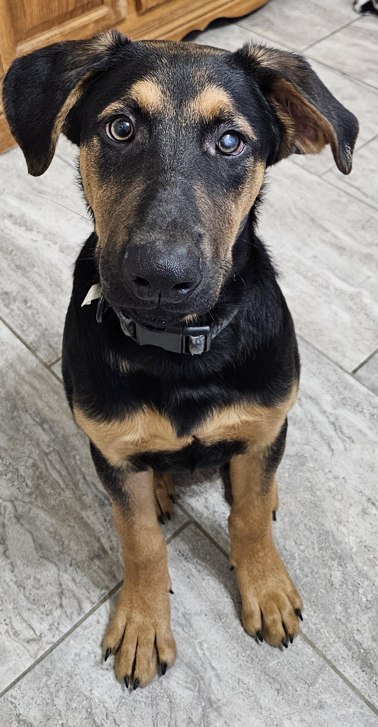 Enlarge Merlin, a ADOPTABLE mixed breed in Cincinnati, OH image 1/2