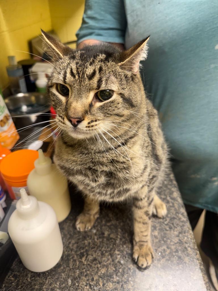 Enlarge Speedy (NEUTERED), a Adoptable mixed breed in Crossville, TN image 1/1