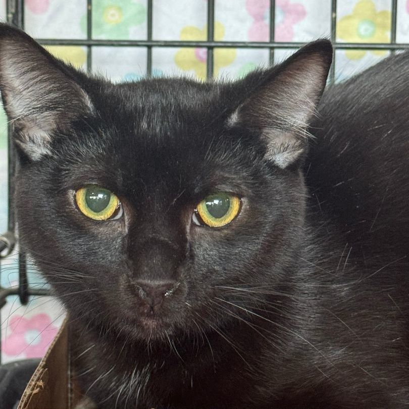 Enlarge Skippy, a Adoptable Domestic Short Hair in Mokena, IL image 1/1