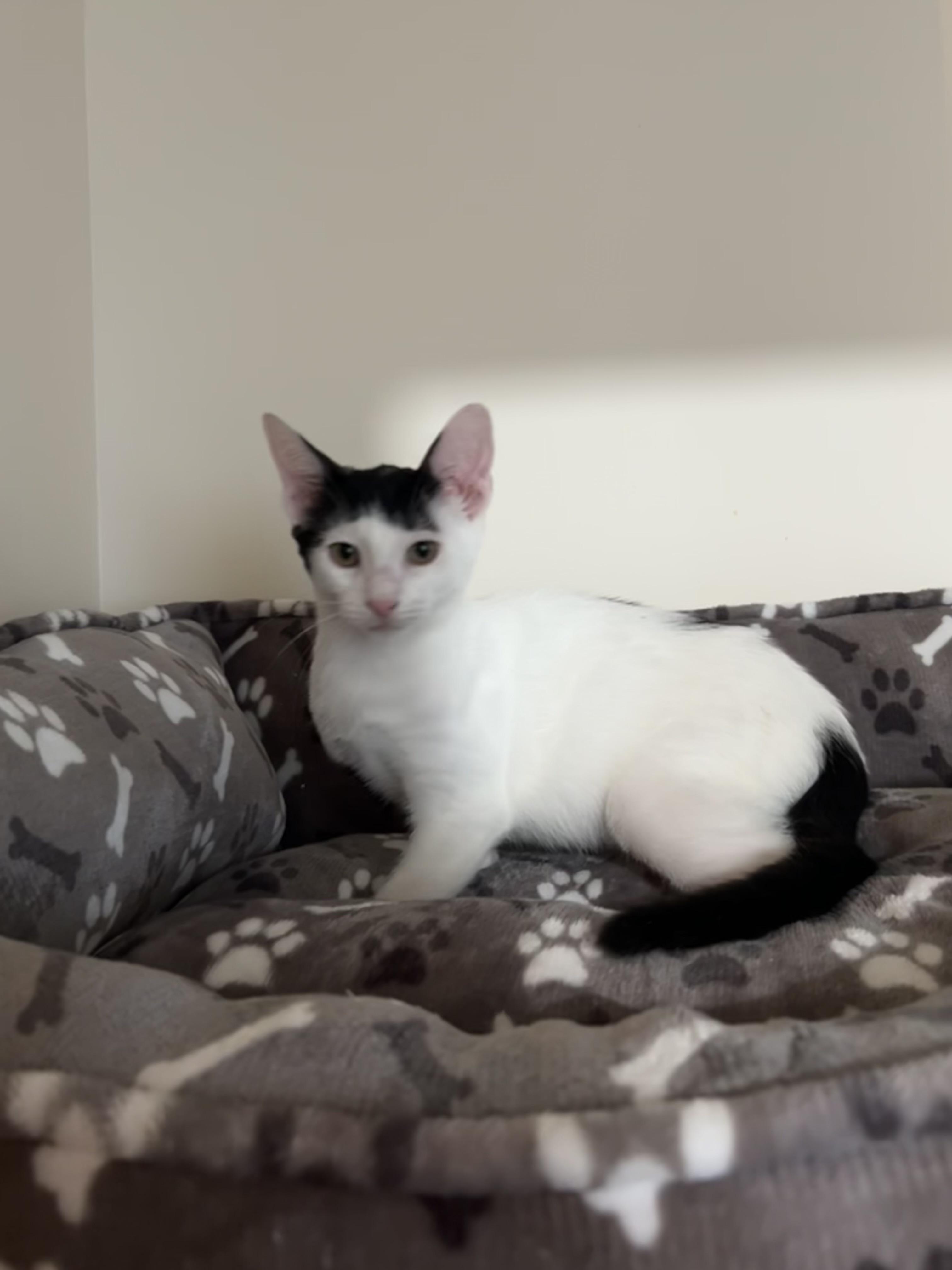 Enlarge Reed, an adopted Domestic Short Hair in Brooklyn, NY image 2/5