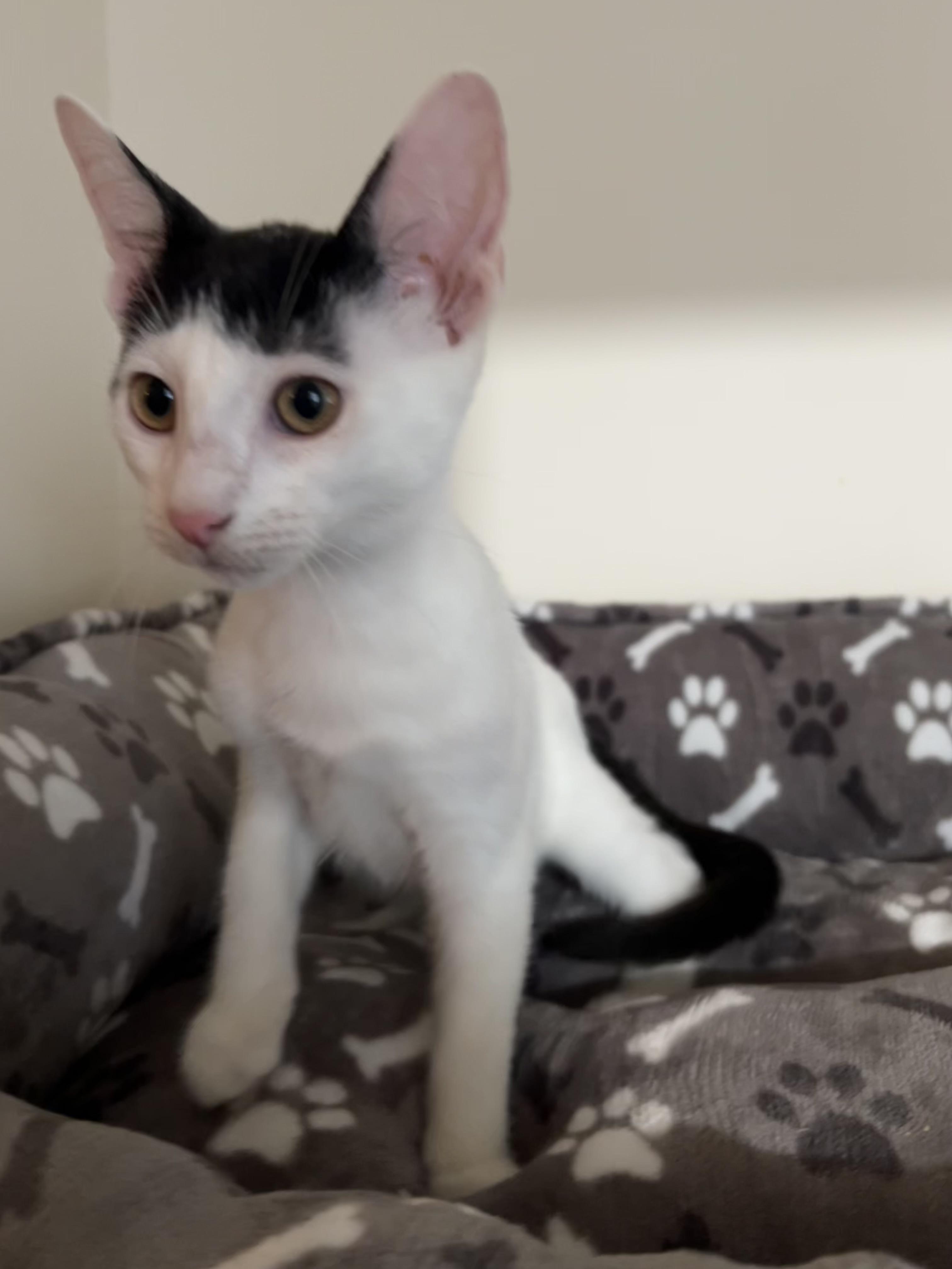 Enlarge Reed, an adopted Domestic Short Hair in Brooklyn, NY image 3/5