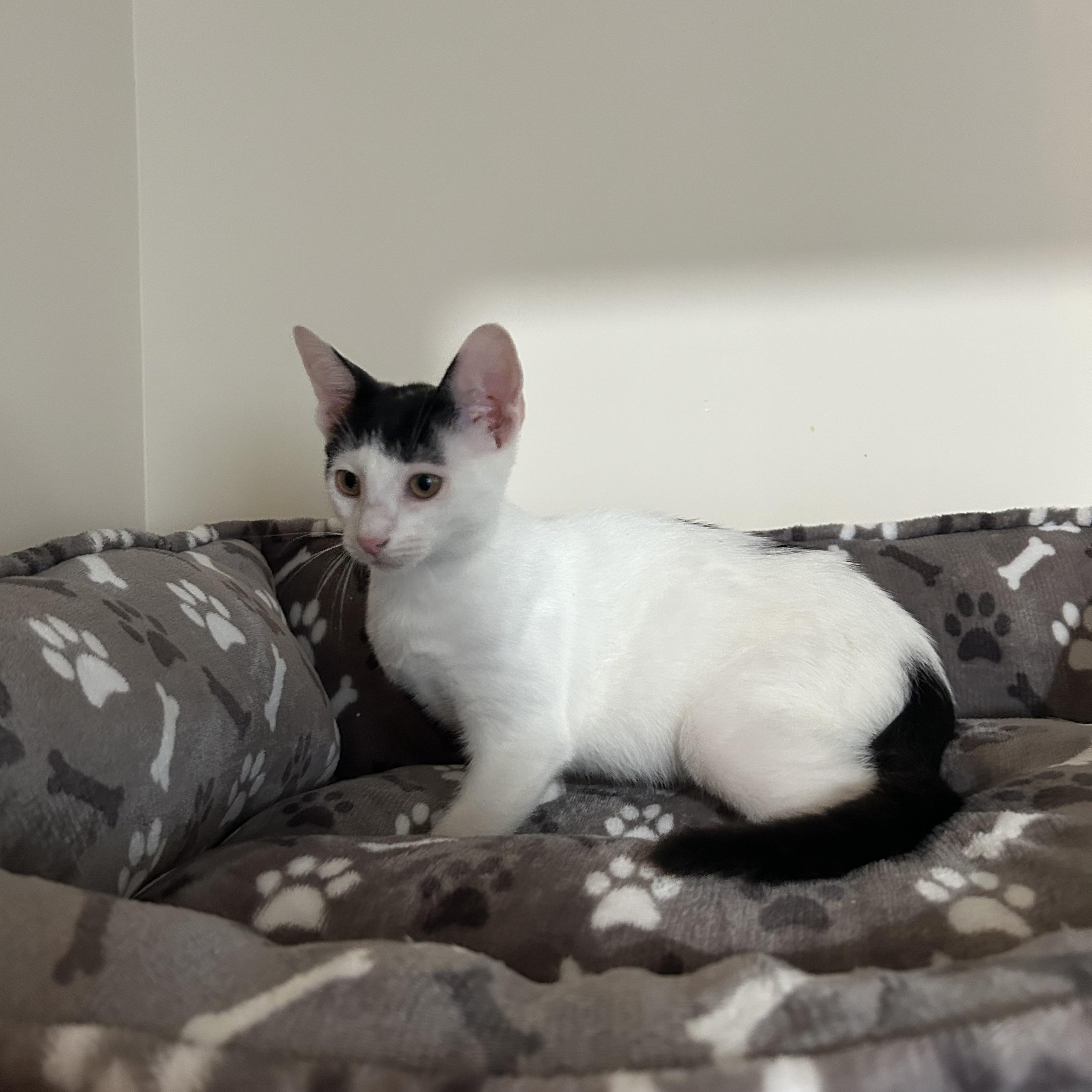 Enlarge Reed, an adopted Domestic Short Hair in Brooklyn, NY image 4/5