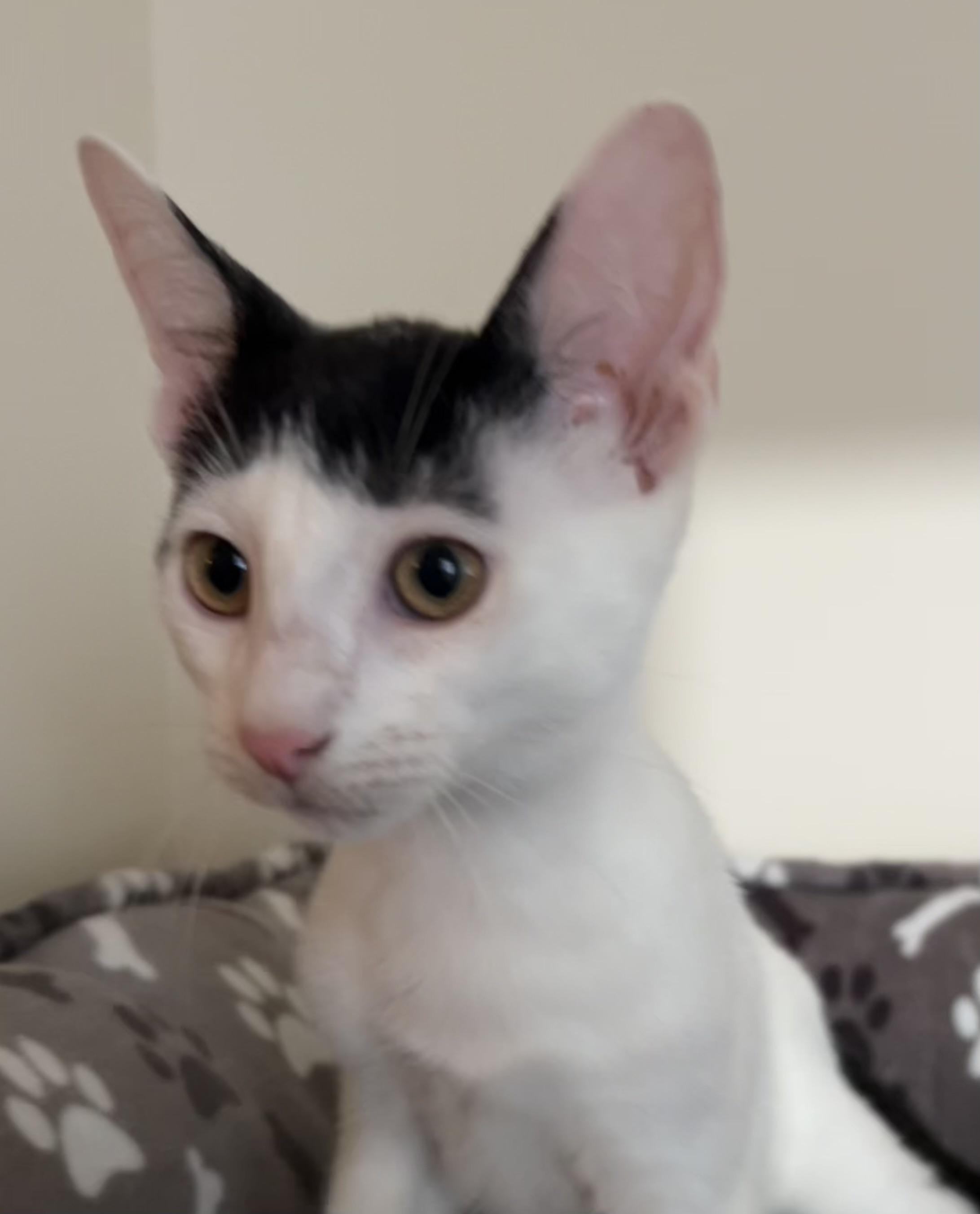 Enlarge Reed, an adopted Domestic Short Hair in Brooklyn, NY image 5/5