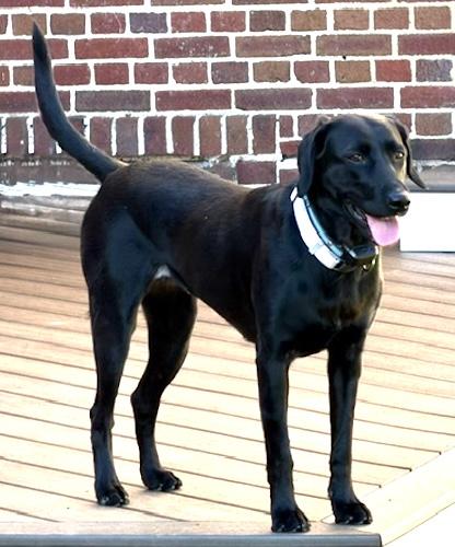 Enlarge Harley-B, a ADOPTABLE Black Labrador Retriever in Killingworth, CT image 3/6