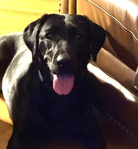 Enlarge Harley-B, a ADOPTABLE Black Labrador Retriever in Killingworth, CT image 2/6