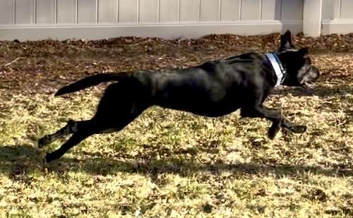 Enlarge Harley-B, a ADOPTABLE Black Labrador Retriever in Killingworth, CT image 4/6