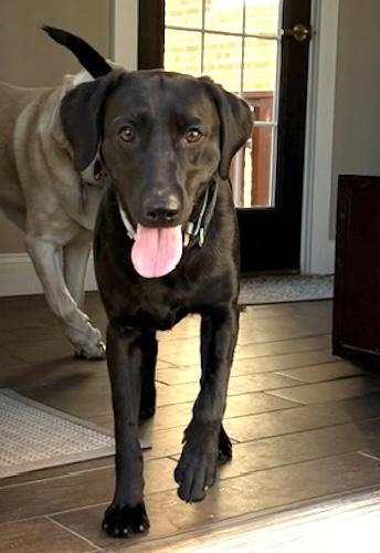 Enlarge Harley-B, a ADOPTABLE Black Labrador Retriever in Killingworth, CT image 5/6