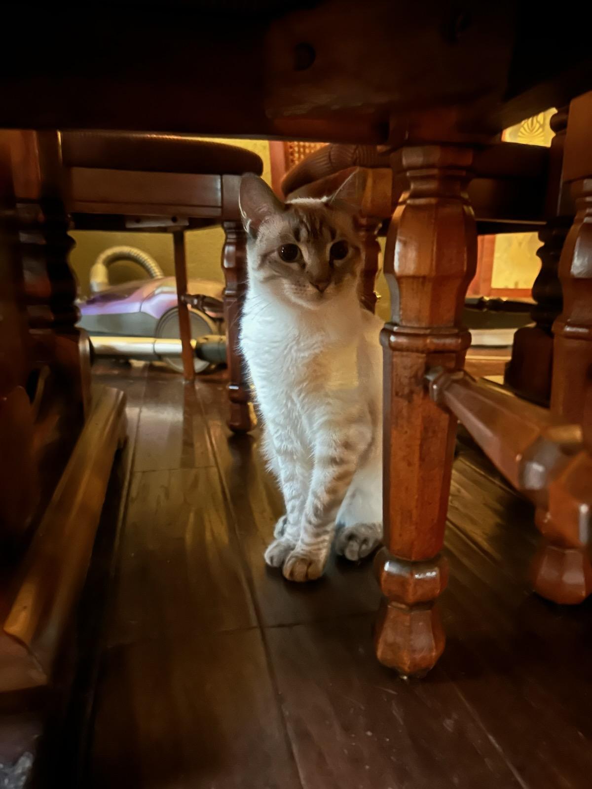 Enlarge Rupi (bonded to Clair de Lune), a Adoptable mixed breed in Fort Worth, TX image 2/3