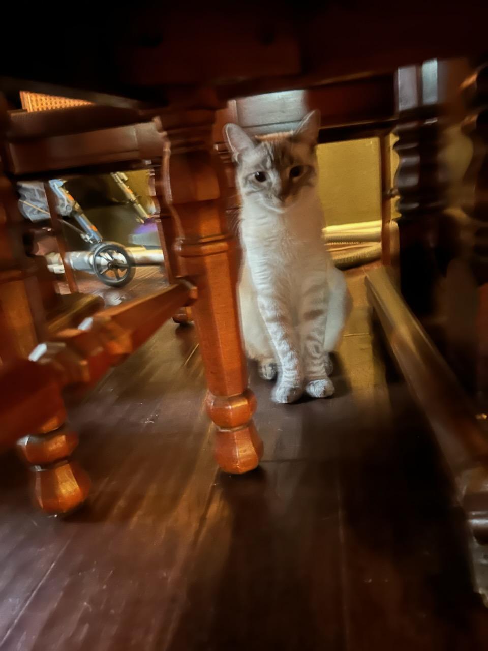 Enlarge Rupi (bonded to Clair de Lune), a Adoptable mixed breed in Fort Worth, TX image 3/3