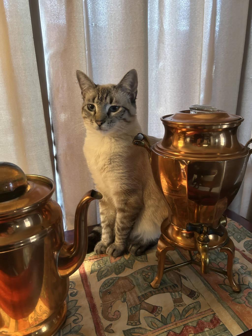 Rupi (bonded to Clair de Lune), Adoptable, Adult Female Siamese & Domestic Medium Hair.