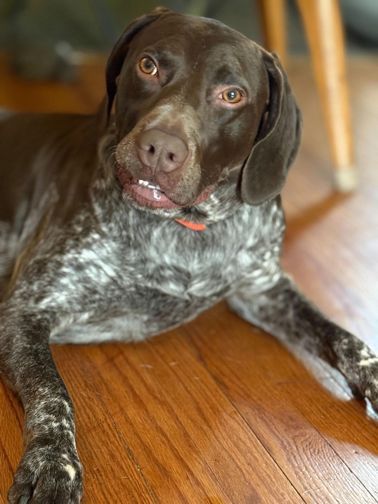 Enlarge Zeb - Adoption Pending!, a Adoptable German Shorthaired Pointer in Omaha, NE image 1/3