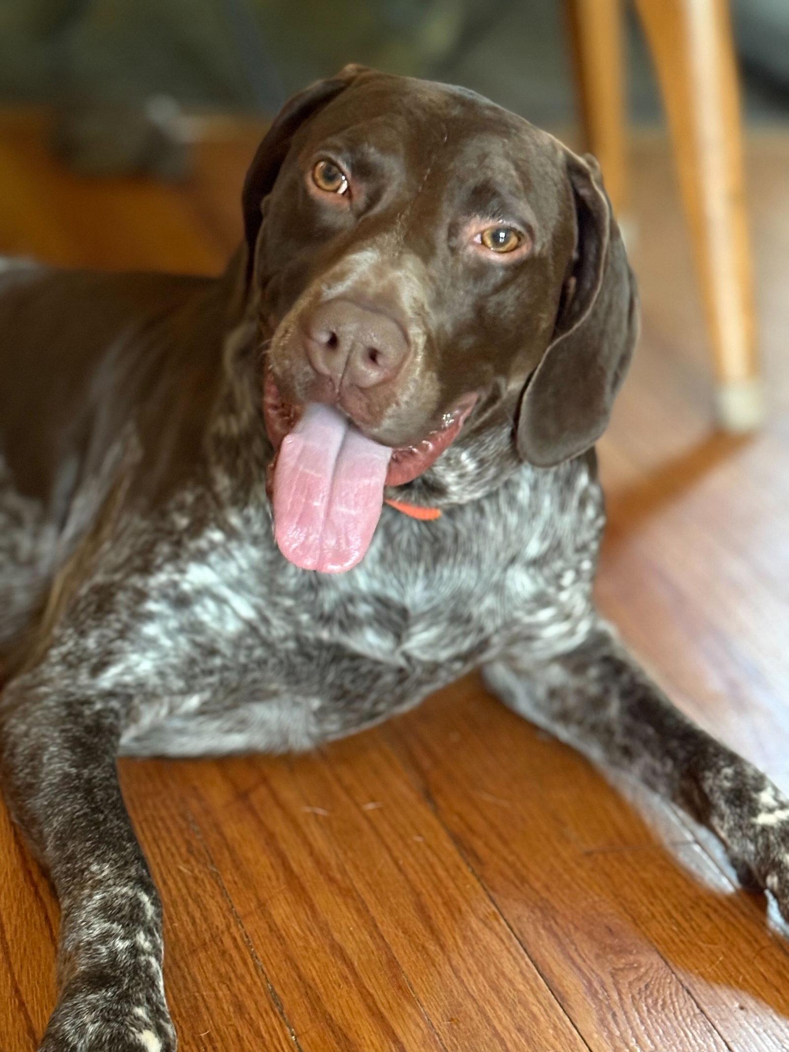 Enlarge Zeb - Adoption Pending!, a Adoptable German Shorthaired Pointer in Omaha, NE image 2/3