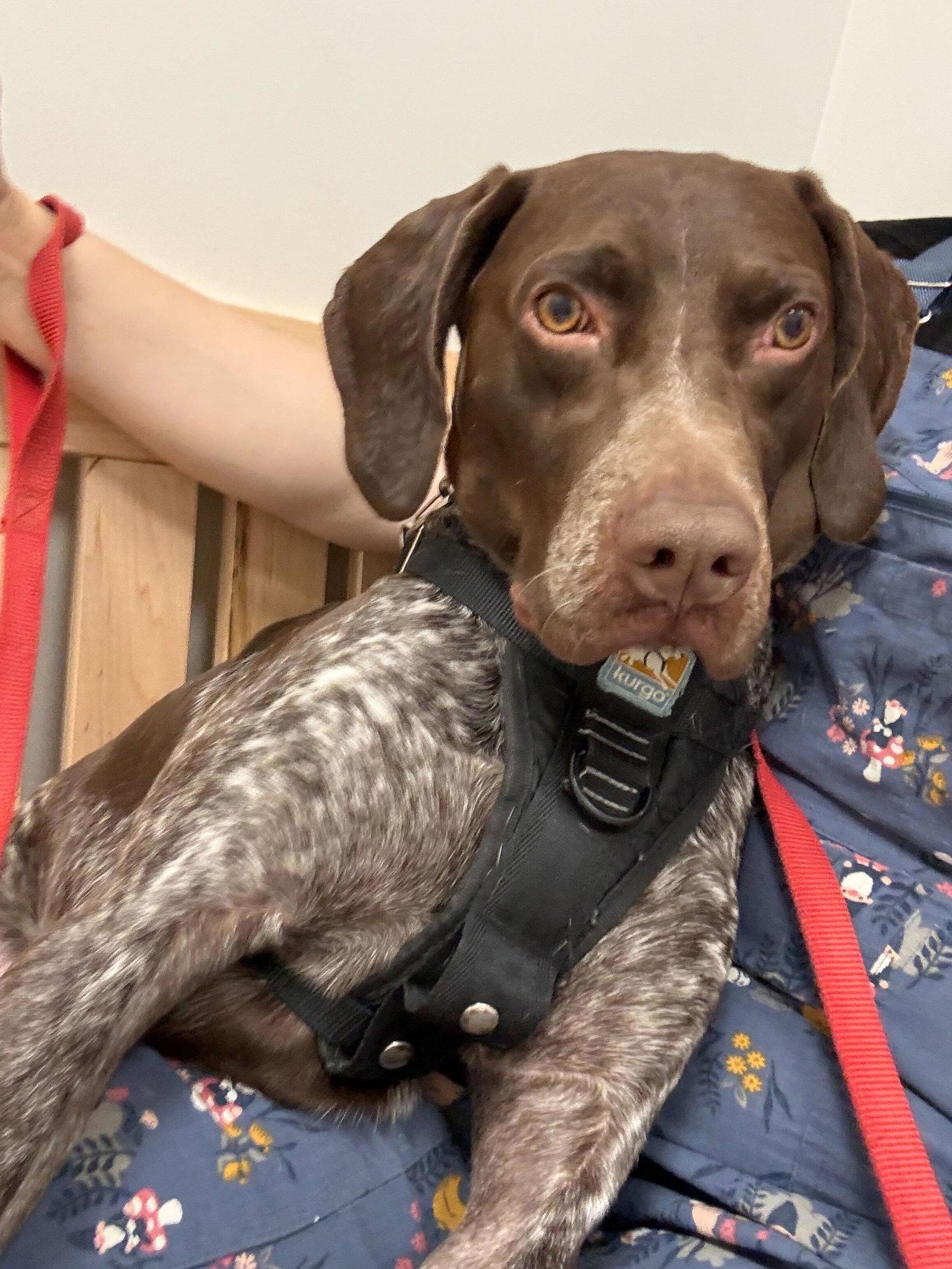 Enlarge Zeb - Adoption Pending!, a Adoptable German Shorthaired Pointer in Omaha, NE image 3/3