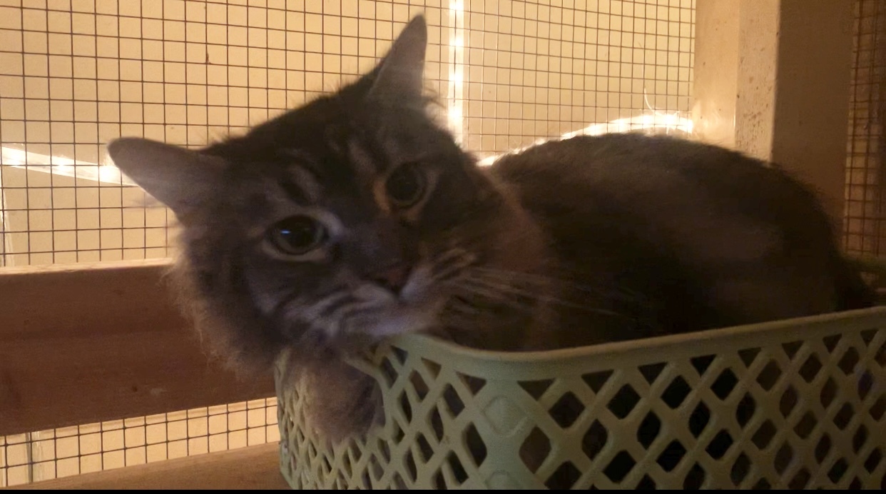 Bebette, Adoptable, Adult Female Tabby.