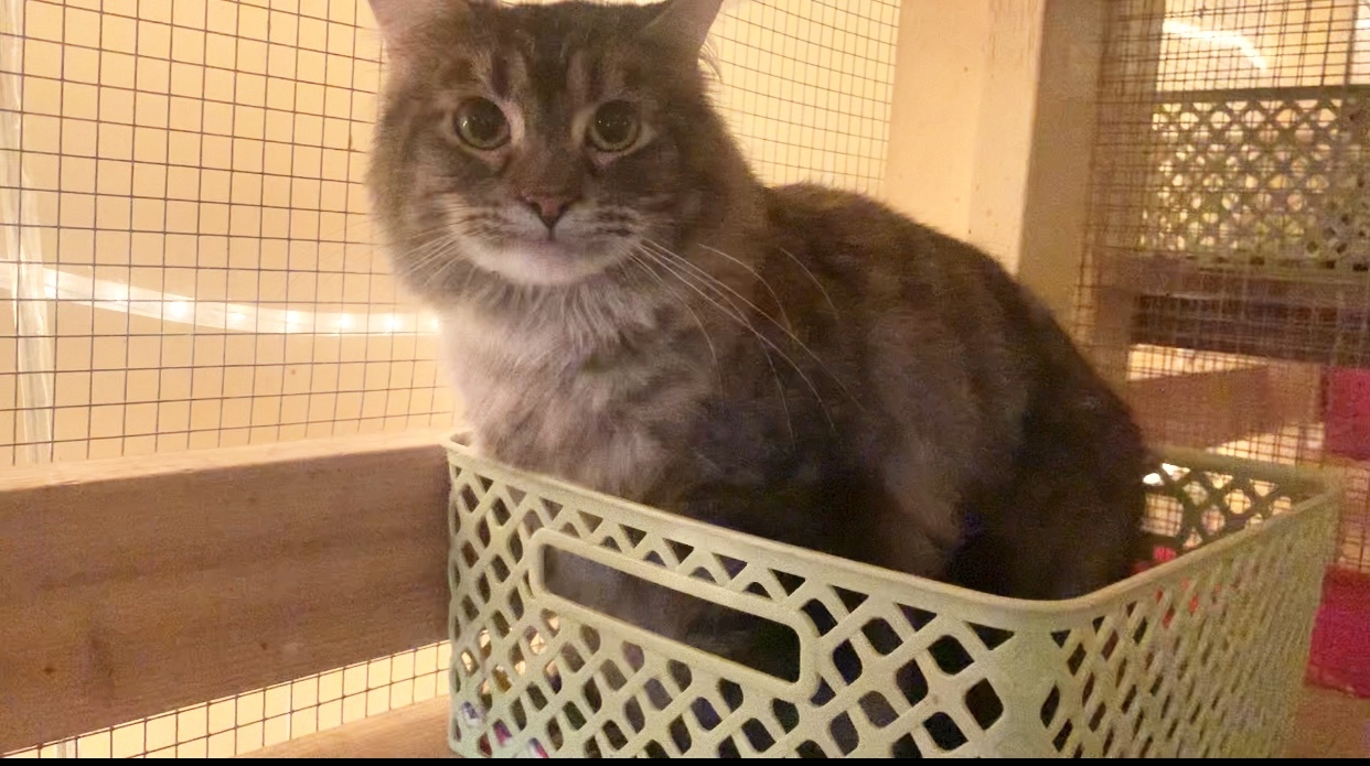 Bebette, a Adoptable Tabby in Memphis, TN image 3/9