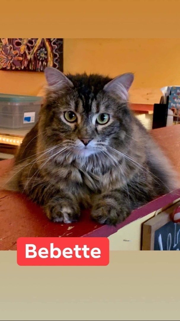 Bebette, a Adoptable Tabby in Memphis, TN image 4/9
