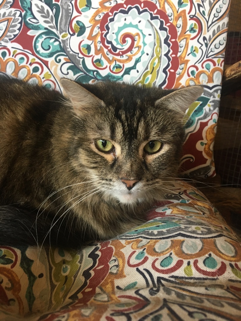 Bebette, a Adoptable Tabby in Memphis, TN image 5/9