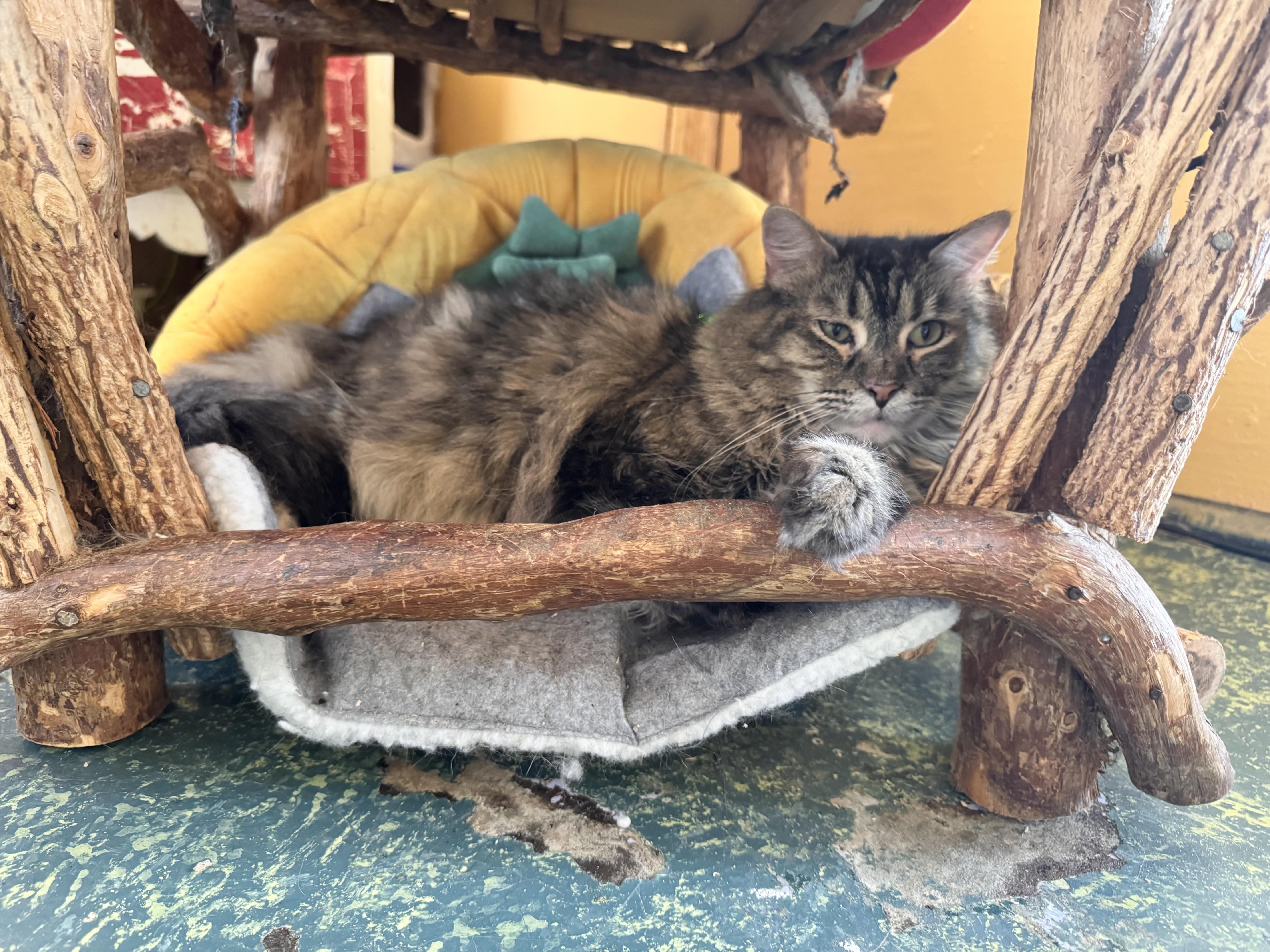Bebette, Adoptable, Adult Female Tabby.