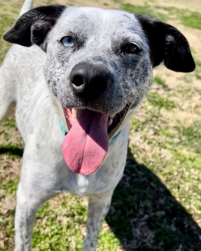 Whiskey Rose, a Adoptable mixed breed in Gallatin, TN image 1/5
