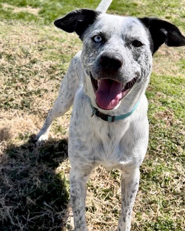 Whiskey Rose, a Adoptable mixed breed in Gallatin, TN image 2/5