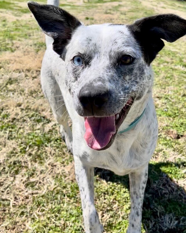 Whiskey Rose, a Adoptable mixed breed in Gallatin, TN image 3/5