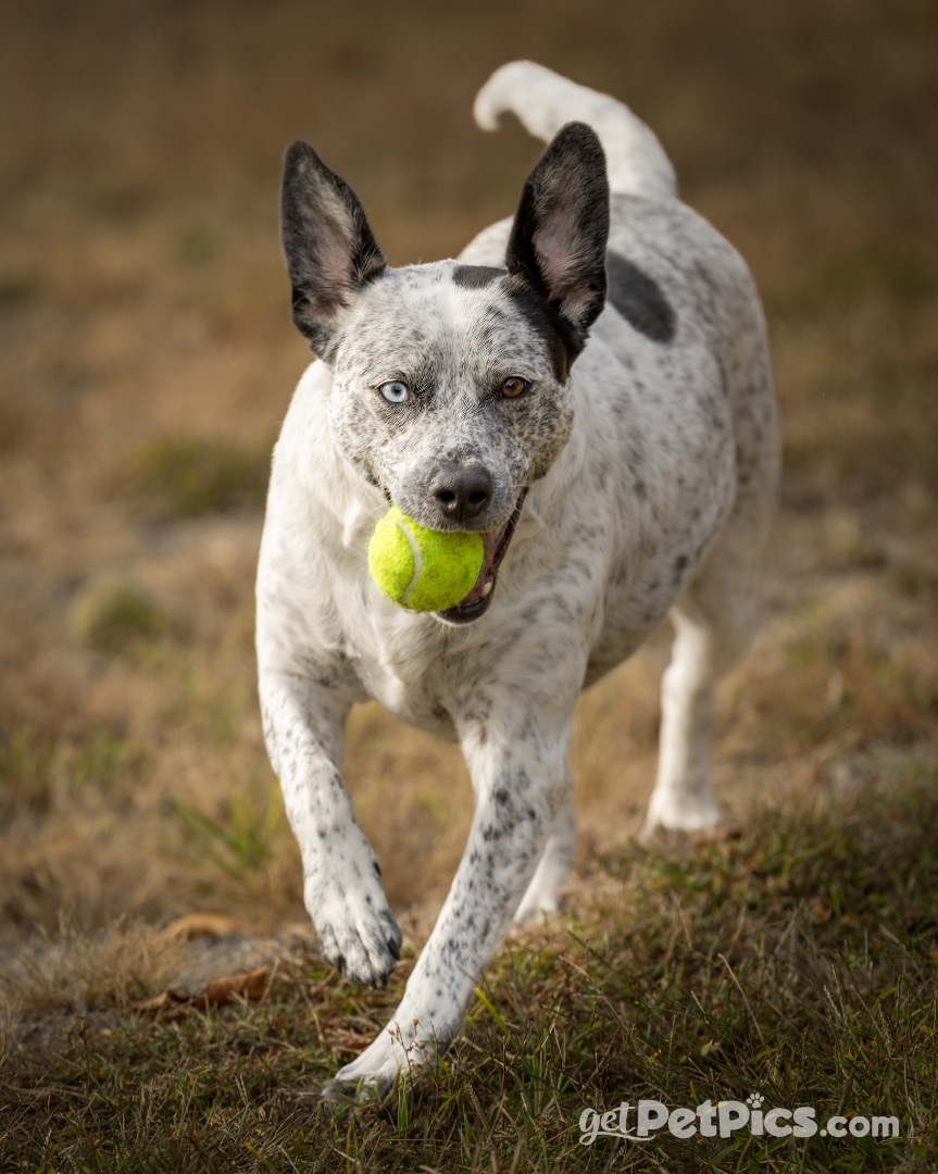 Whiskey Rose, a Adoptable mixed breed in Gallatin, TN image 4/5
