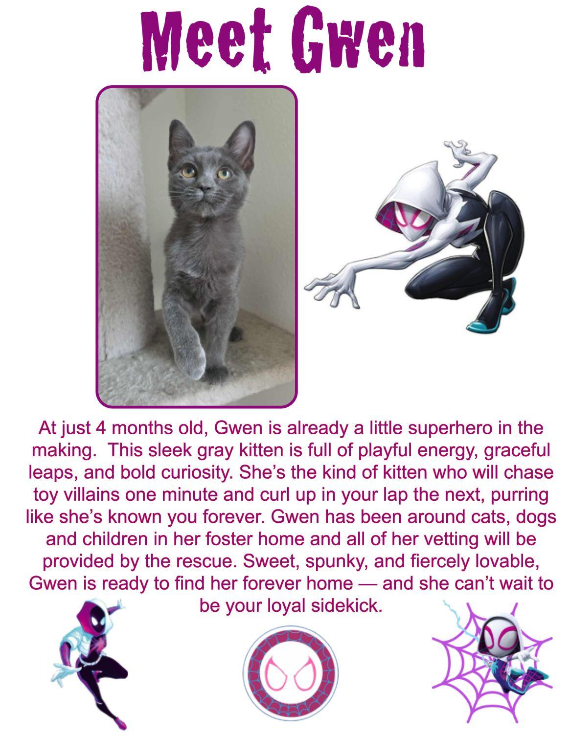 Gwen, an adoptable Domestic Short Hair in Clovis, NM, 88101 | Photo Image 1