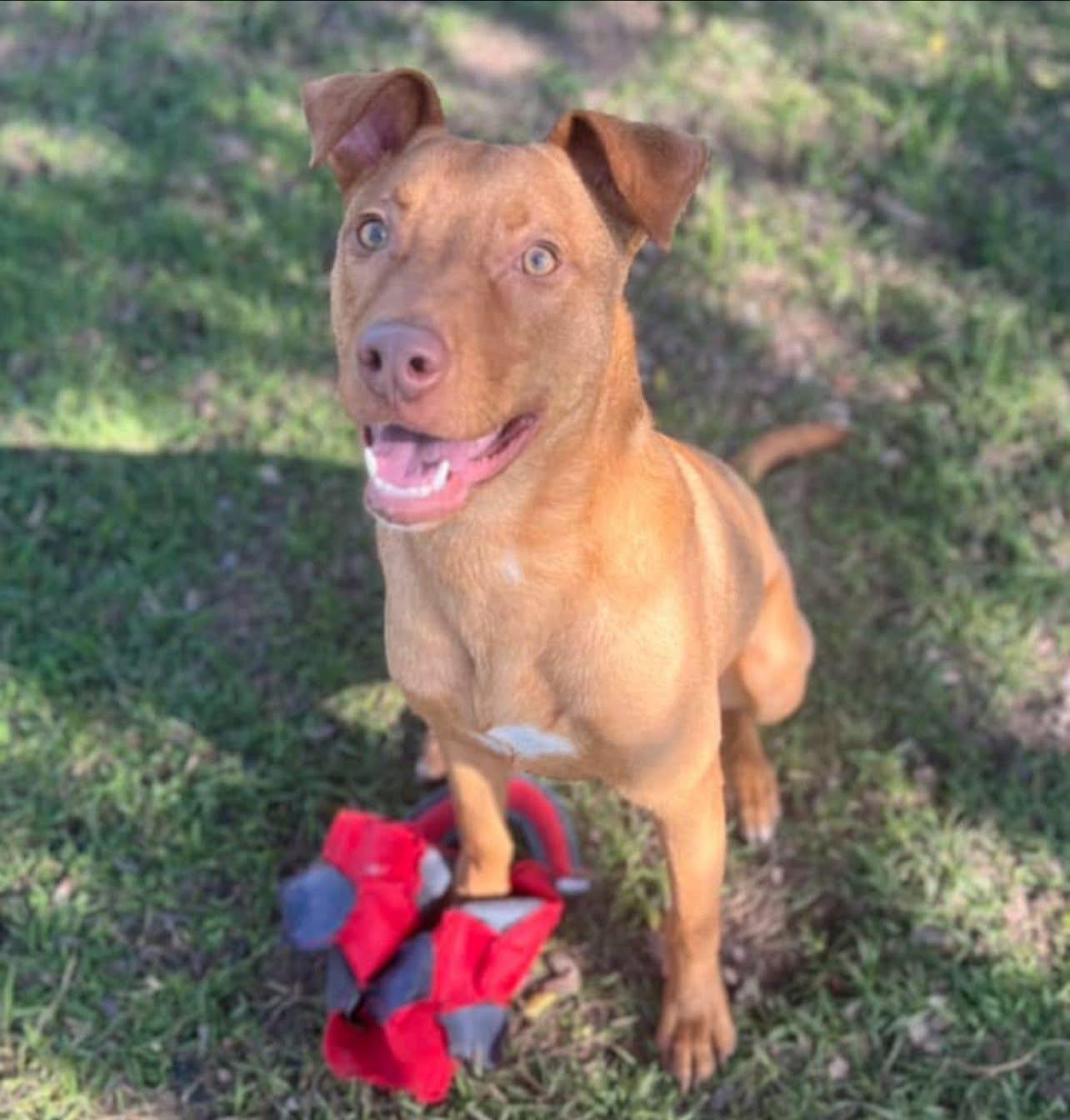 McGraw, a Adoptable mixed breed in richmond, ME image 3/6