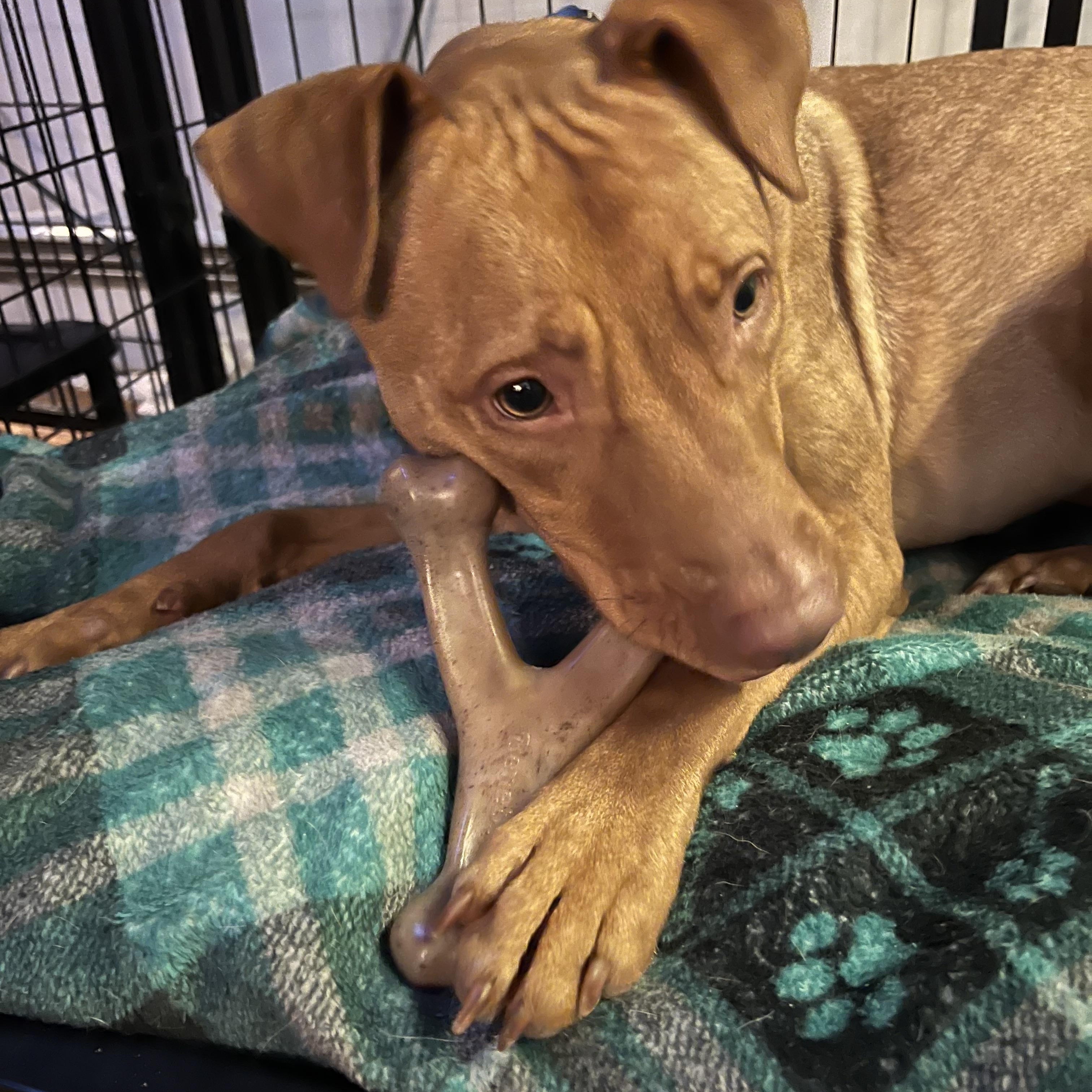 Enlarge McGraw, a Adoptable mixed breed in richmond, ME image 6/6