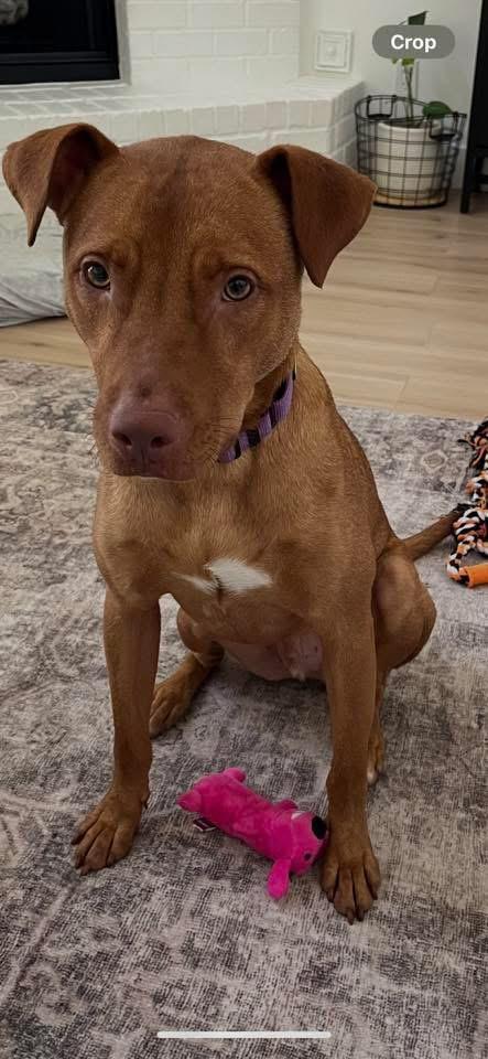 McGraw, a Adoptable mixed breed in richmond, ME image 4/6