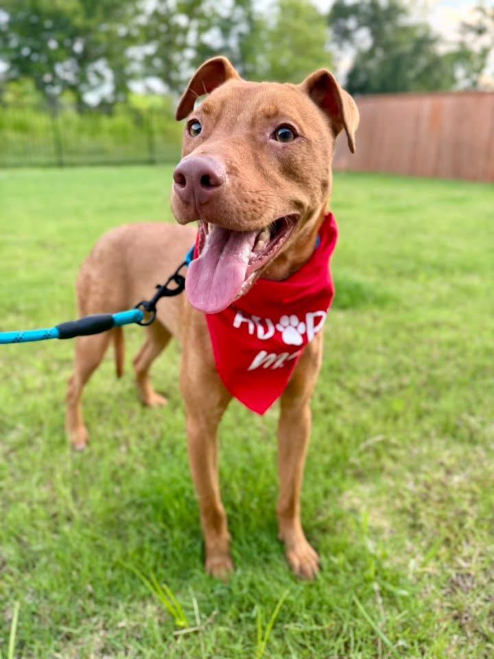 McGraw, a Adoptable mixed breed in richmond, ME image 1/6