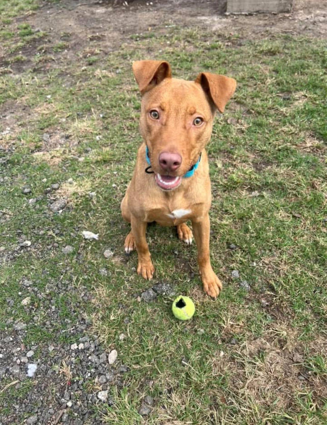 McGraw, a Adoptable mixed breed in richmond, ME image 5/6